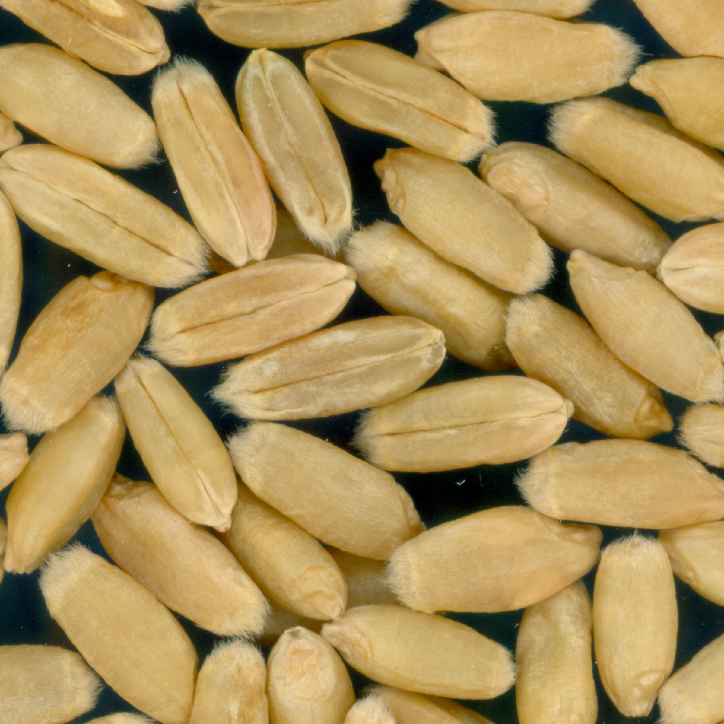 Click for 3 image(s) for this accession. KERNELS